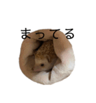 ハリネズミのせっちゃん（個別スタンプ：12）
