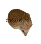 ハリネズミのせっちゃん（個別スタンプ：14）