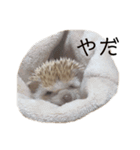 ハリネズミのせっちゃん（個別スタンプ：15）