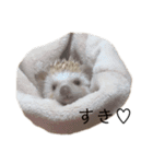 ハリネズミのせっちゃん（個別スタンプ：16）