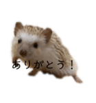 ハリネズミのせっちゃん（個別スタンプ：18）