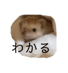ハリネズミのせっちゃん（個別スタンプ：22）