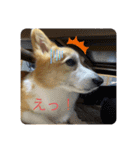 pokouki（個別スタンプ：25）
