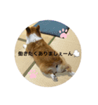 pokouki（個別スタンプ：28）