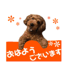トイプーすたんぷ第2弾（個別スタンプ：1）