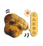トイプーすたんぷ第2弾（個別スタンプ：2）