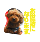 トイプーすたんぷ第2弾（個別スタンプ：4）