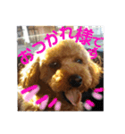 トイプーすたんぷ第2弾（個別スタンプ：5）
