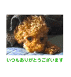 トイプーすたんぷ第2弾（個別スタンプ：6）