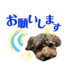 トイプーすたんぷ第2弾（個別スタンプ：7）
