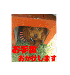 トイプーすたんぷ第2弾（個別スタンプ：8）