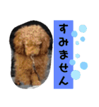 トイプーすたんぷ第2弾（個別スタンプ：9）