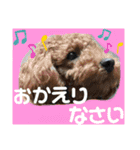 トイプーすたんぷ第2弾（個別スタンプ：11）