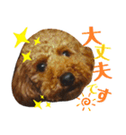 トイプーすたんぷ第2弾（個別スタンプ：13）