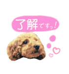 トイプーすたんぷ第2弾（個別スタンプ：14）