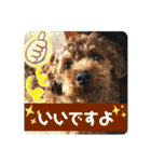 トイプーすたんぷ第2弾（個別スタンプ：16）