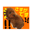 トイプーすたんぷ第2弾（個別スタンプ：17）