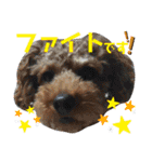 トイプーすたんぷ第2弾（個別スタンプ：18）