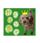 トイプーすたんぷ第2弾（個別スタンプ：19）