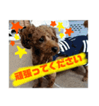 トイプーすたんぷ第2弾（個別スタンプ：20）