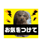 トイプーすたんぷ第2弾（個別スタンプ：21）