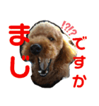 トイプーすたんぷ第2弾（個別スタンプ：23）