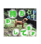 トイプーすたんぷ第2弾（個別スタンプ：25）