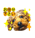 トイプーすたんぷ第2弾（個別スタンプ：27）