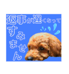 トイプーすたんぷ第2弾（個別スタンプ：29）