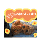 トイプーすたんぷ第2弾（個別スタンプ：30）