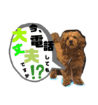 トイプーすたんぷ第2弾（個別スタンプ：33）