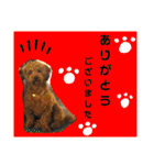 トイプーすたんぷ第2弾（個別スタンプ：37）
