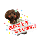 トイプーすたんぷ第2弾（個別スタンプ：38）