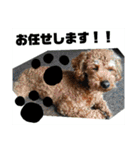 トイプーすたんぷ第2弾（個別スタンプ：40）