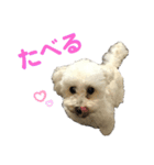 くーちゃんの日常1（個別スタンプ：5）