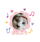 ねこねこすたんぷ！！！（個別スタンプ：1）