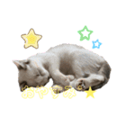 ねこねこすたんぷ！！！（個別スタンプ：3）