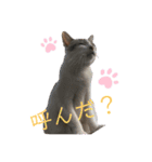 ねこねこすたんぷ！！！（個別スタンプ：5）