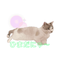 ねこねこすたんぷ！！！（個別スタンプ：6）