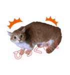 ねこねこすたんぷ！！！（個別スタンプ：7）