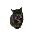 ねこねこすたんぷ！！！（個別スタンプ：8）