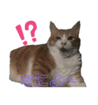 ねこねこすたんぷ！！！（個別スタンプ：9）