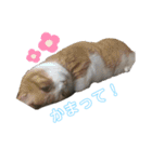 ねこねこすたんぷ！！！（個別スタンプ：10）
