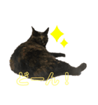 ねこねこすたんぷ！！！（個別スタンプ：11）