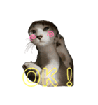 ねこねこすたんぷ！！！（個別スタンプ：15）