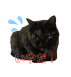 ねこねこすたんぷ！！！（個別スタンプ：16）