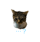 かわいい猫ネコ（個別スタンプ：1）
