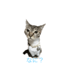 かわいい猫ネコ（個別スタンプ：2）