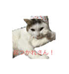 かわいい猫ネコ（個別スタンプ：3）