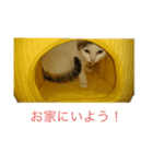 かわいい猫ネコ（個別スタンプ：4）